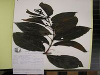 Herbarium sample